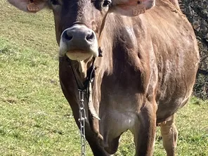 vache de la ferme du Pourtérès à Augirein en Ariège- hiver 2024
