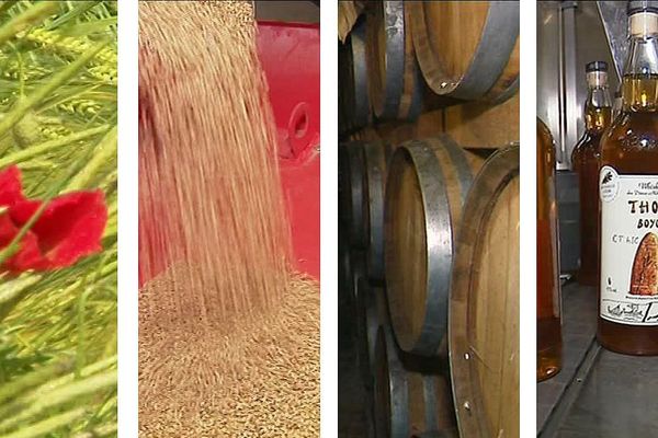 Culture, grains et tonneaux pour produire un whisky fermier