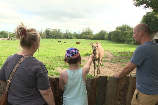 En plus des hébergements insolites, le parc animalier propose une animation nourrissage des différents animaux.