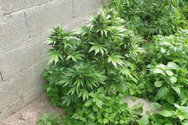 Vendredi 10 juillet, dans le secteur de Cérilly dans l'Allier, les gendarmes ont découvert 29 plants de cannabis dans le jardin d'un particulier.