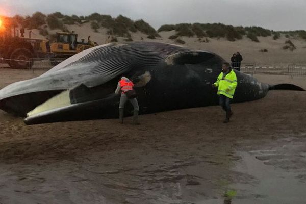 La baleine échouée sur la plage de De Haan