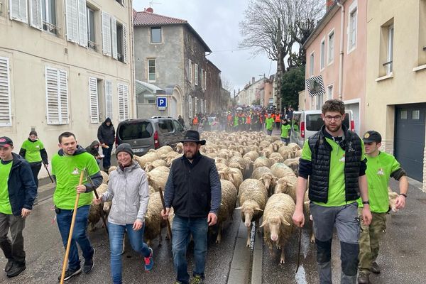 Les brebis traversent le centre-ville de Malzéville sous la pluie