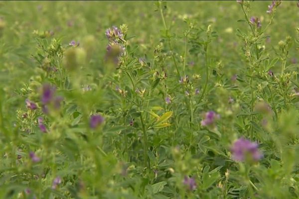 La luzerne est une plante nettoyeuse