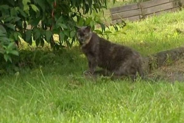 Les chats de Sermoise en danger de mort?