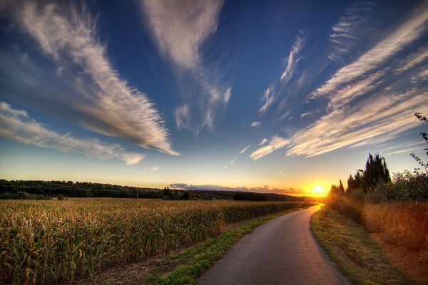 La route vers le champ de maïs au coucher du soleil
