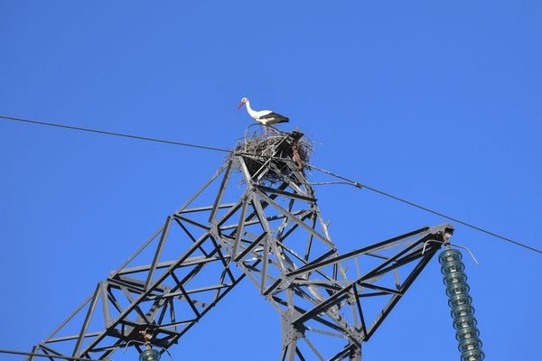 Photo d'illustration. Les cigognes installent souvent leurs nids au dessus des pylônes électriques. 