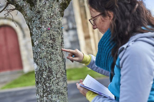 Claire Boucheron se rend régulièrement, au chevet de 385 arbres pour mesurer la qualité de l'air