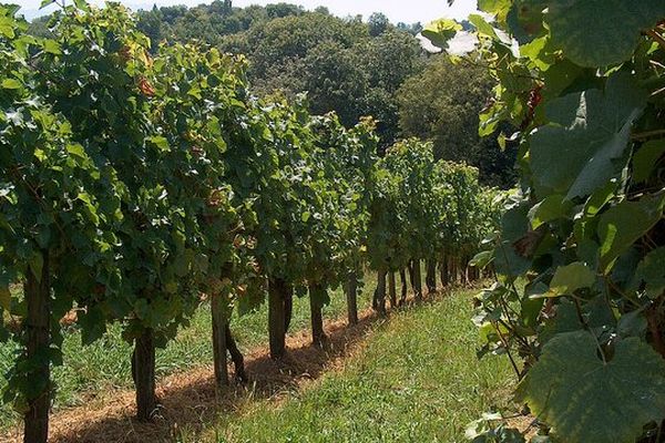 Vignes du Jurançon