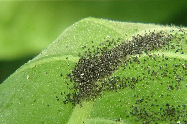 Des insectes pour éviter les pesticides