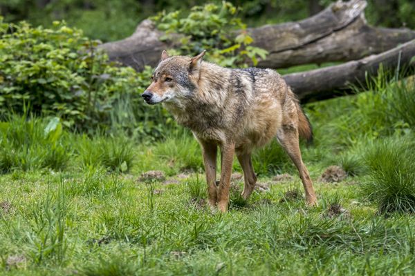 Un loup gris (image d'illustration) 