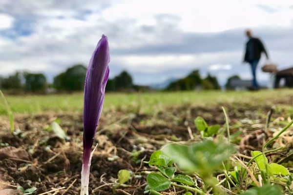 A Mazayes, dans le Puy-de-Dôme, les premières fleurs de safran ont éclos début octobre.