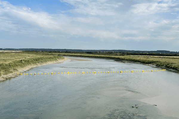 Une ligne composée d'une chaîne forte et de bouées a été déployée en baie de Canche le 10 août