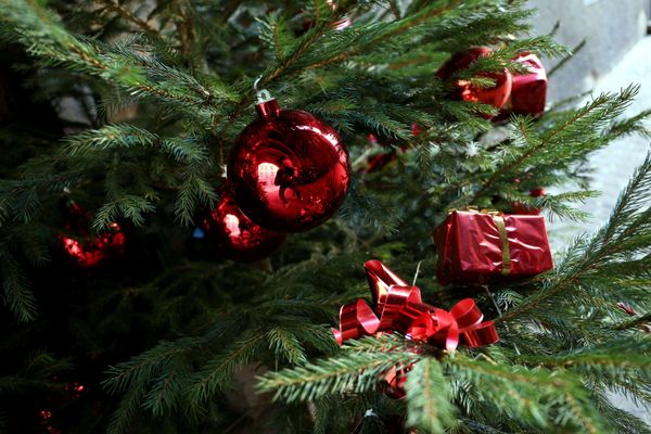 Cette année, les ventes de sapins de Noël sont en hausse.