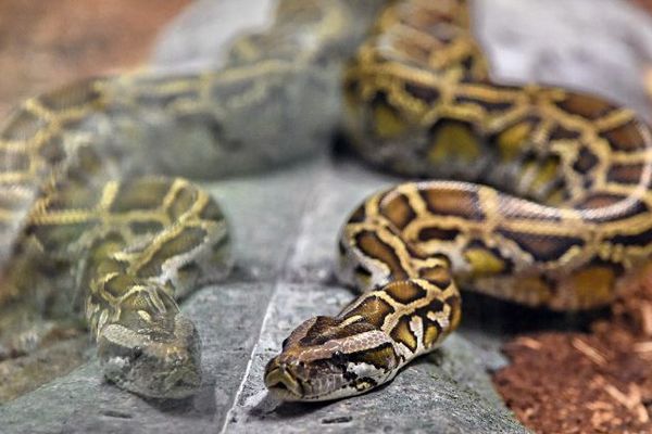 Un python dans un zoo