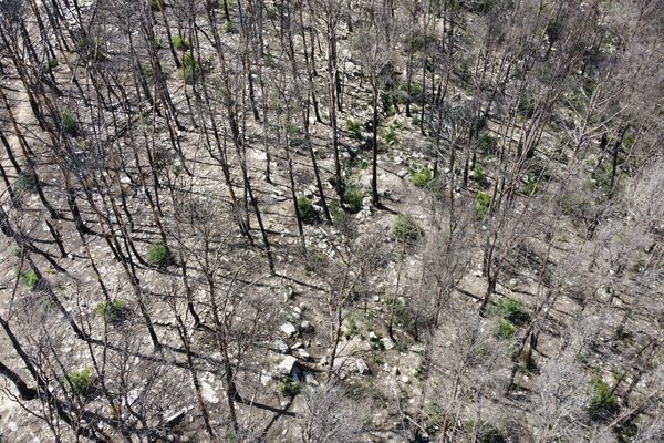 En juin 2022, d'importants incendies touchent le sud de la Catalogne. Plusieurs hectares sont réduits en cendre.