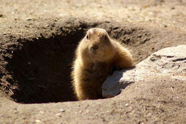 Marmotte au soleil couchant