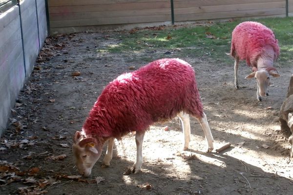 A Tarbes, même les moutons sont à l'heure d'octobre rose