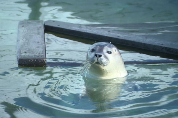 Comme ce jeune veau marin soigné depuis plusieurs mois à Océanopolis, les six jeunes phoques gris échoués dernièrement ont été pris en charge.