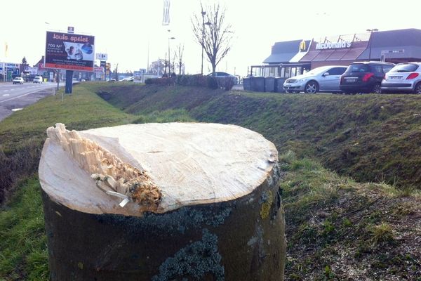 Un arbre coupé devant le Mc Do d'Hazebrouck. 