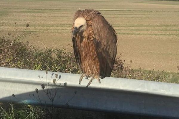 Le vautour semblait épuisé.