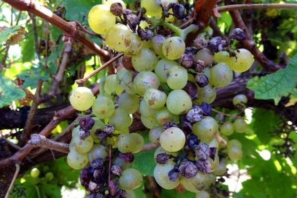 Raisins endommagés par la grêle à Grèze dans l'Aude