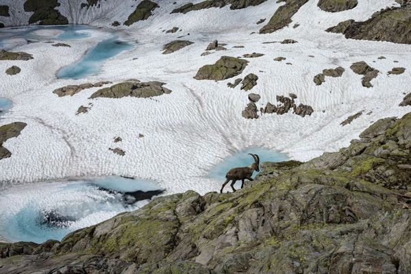 C'est aussi une façon de prendre l'air en ces temps de confinement. Analyser des photos de la faune du massif du Mont-Blanc pour faire avancer la Science.