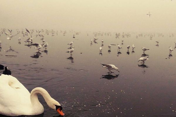 Photo prise par Guillaume Mommers sur le plan d'eau de Wingles (Pas-de-Calais)