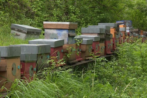 L'absence de fauchage bénéficie directement aux abeilles.