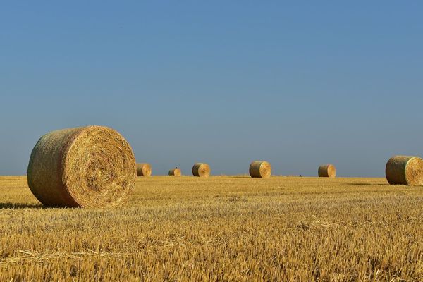 Le manque de foin en Haute-Saône a poussé la FDSEA a mettre en place une bourse aux fourrages.