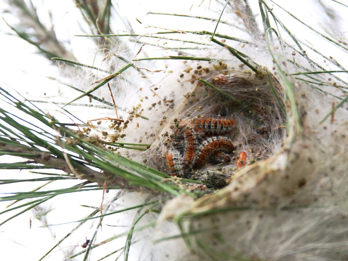 Chenille processionnaire du pin : dégâts, destruction et traitements