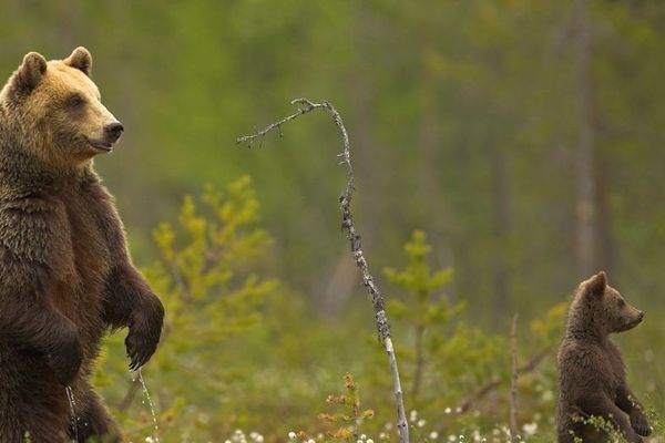 Deux ours dans les Pyrénées ariègeoises : leurs défenseurs se rassemblent ce samedi matin devant la préfecture de l'Ariège à Foix.