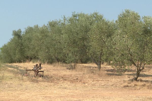 Les oliveraies ont cruellement souffert de la canicule et de la sècheresse.