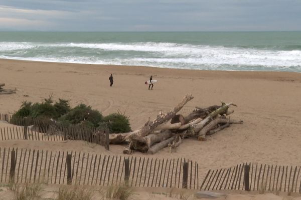 Les sapins vont consolider les dunes de la plage de l'océan à Anglet (64).