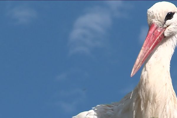 Chaque année, ces oiseaux migratoires reviennent de leurs territoires d'hivernage pour se reproduire en Allemagne, en contournant le parc jurassien.