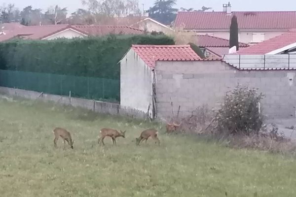 3 chevreuils se sont aventurés dans un quartier résidentiel de Veauche, dans la Loire, ce dimanche 29 mars, rassurés par... Le confinement de la population.