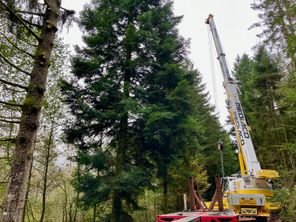 Le sapin pour la Place Kléber à Strasbourg a été coupé ce 15 octobre 2024