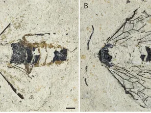 Ce fossile de l'Empria Sammuti, unique au monde découvert par Rose et Claude Sammut, passionnés de paléontologie.