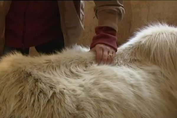 En mars 2014, un véritable mouroir de poneys avait été découvert dans le centre équestre de Dun-le-Palestel en Creuse