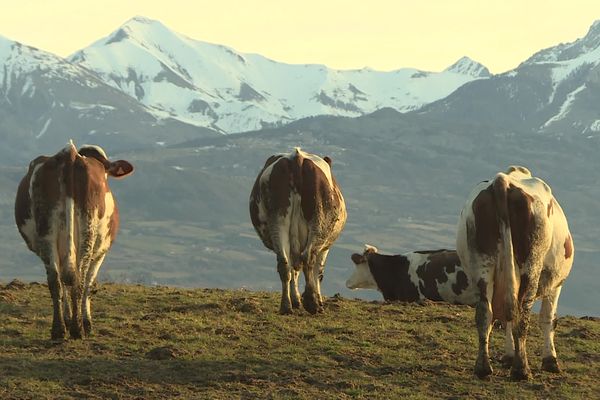 Ces Montbéliardes produisent du bon lait de montagne dans le secteur de Gap-Tallard, dans les Hautes-Alpes.