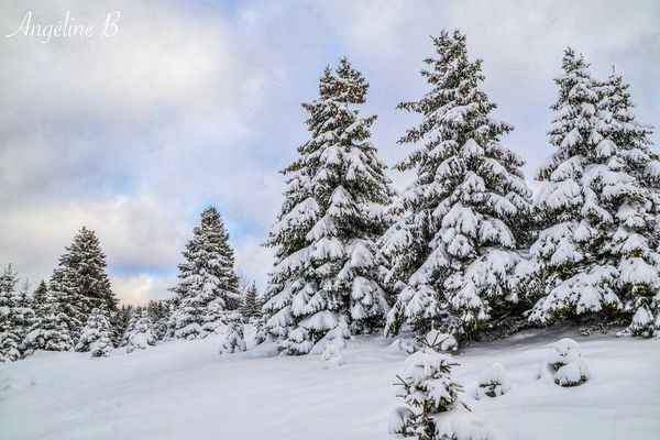 A Lajoux dans le Jura, les sapins étaient splendides ce mercredi 5 janvier