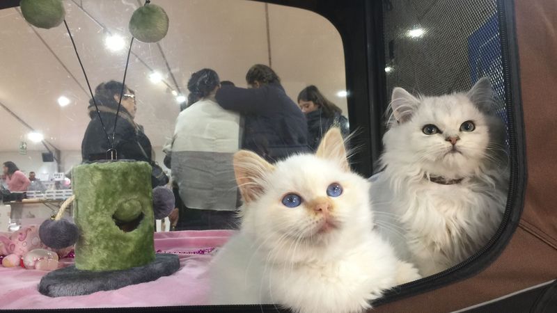 Salon Du Chat A Orleans Les Chats De Race Toujours A L Honneur