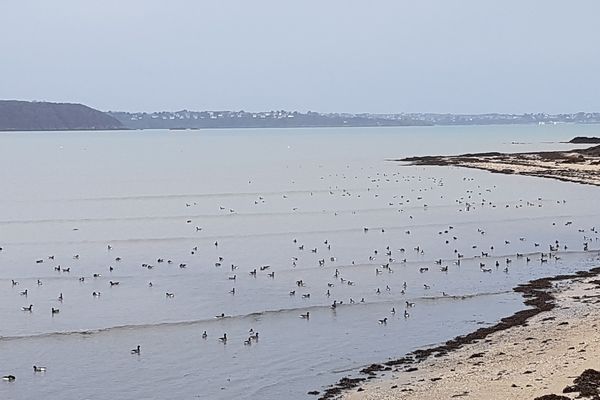 Ciel gris à St Jacut-de-la-mer, mais de très nombreuses oies bernaches