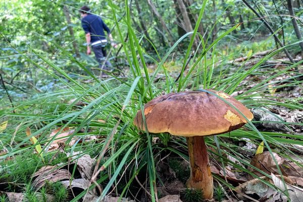 Les bolets sont les champignons les plus répandus en Auvergbe-Rhône-Alpes.