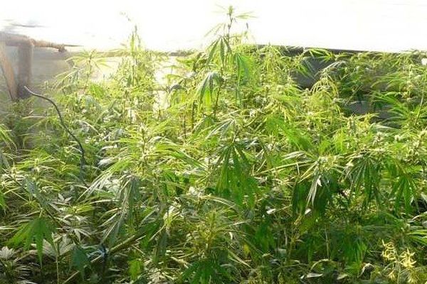 Quelques plants de cannabis trouvés ce matin près de Couzeix