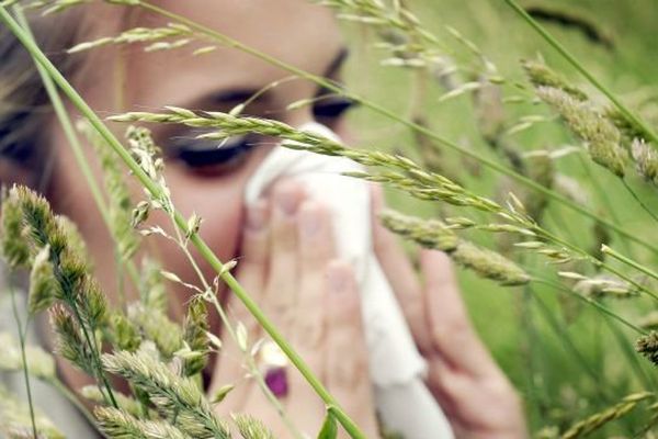 En France, environ 30% de la population adulte et jusqu'à 20% des enfants seraient aujourd'hui allergiques à des pollens