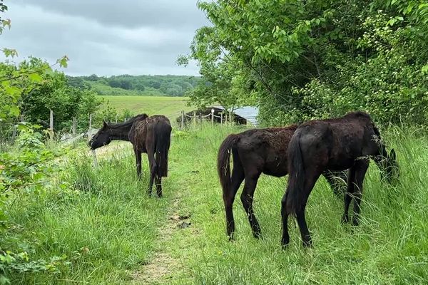 Trois des sept poulains ont été confiés à la ferme-refuge Les 3 dindes