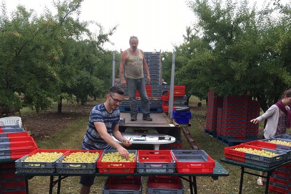 La récolte des mirabelles de Lorraine a commencé ce matin à Romain (54)