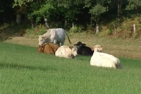 Des bovins prés de Pontaumur, le 18 septembre 2015.