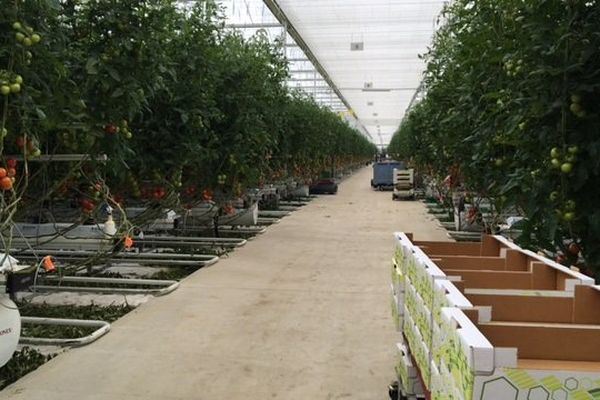 Sous les serres, poussent des centaines de tonnes de tomates