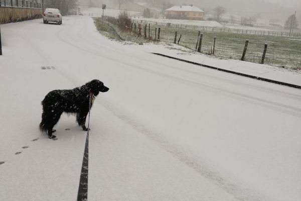 Un promeneur et sa chienne Gina, sous la poudreuse à Wingen.